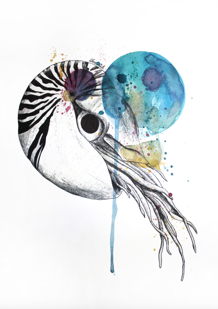 Nautilus